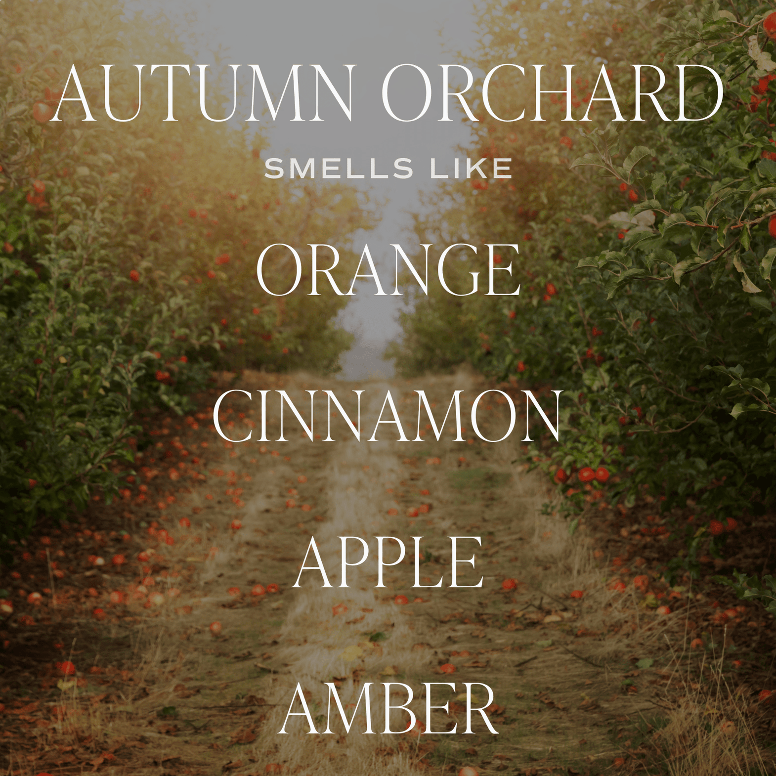 Autumn Orchard Soy Candle - Patterned 9 oz - Clear Jar (Mulled Cider) - SwagglyLife Home & Fashion